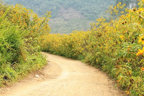 Dã quỳ vàng trên đất Mộc
