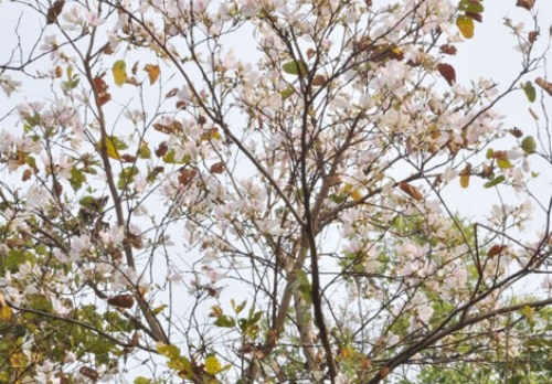 Mộc Châu mùa hoa Ban Trắng
