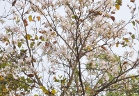Mộc Châu mùa hoa Ban Trắng