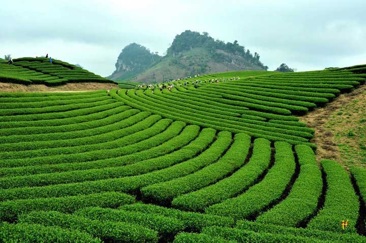 Tour một ngày làm nông dân hái chè tại Mộc Châu 