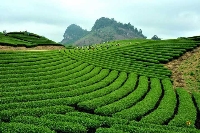 Tour một ngày làm nông dân hái chè tại Mộc Châu 