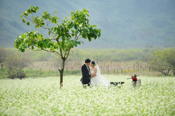 Tư Vấn Du Lịch Mộc Châu miễn phí đặt phòng , nhà nghỉ , khách sạn, nhà sàn , 