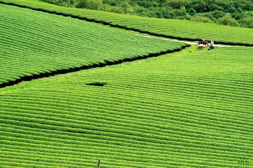  Tham khảo Tua du lịch Mộc Châu 