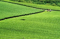  Tham khảo Tua du lịch Mộc Châu 