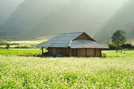 Hoa cải trắng bạt ngàn Mộc Châu