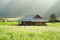 Du lịch Mộc Châu 2 ngày 1 đêm tết dương lịch 