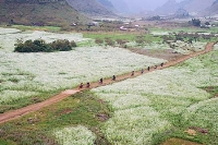 Tour gép Du Lịch Mộc Châu Mai Châu 2 ngày 1 đêm (khởi hành vào thứ 7 chủ nhật h