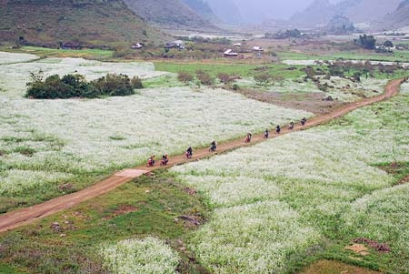 Tư vấn du lịch Mộc Châu